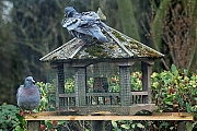 Holenduif-20250311g14401A1A3479atcrfb-Tuin.jpg