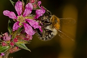 Filename=Hommel-20120808g800IMG_8278a.jpg
Filesize=333KiB
Dimensions=800x600
Date added=Aug 08, 2012 Hommel-20120808g800IMG_8278a.jpg