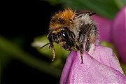 Hommel-20120812g800IMG_1644b.jpg