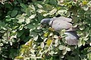 Houtduif-20250608g14401A1A0433atcrfb-tuin.jpg