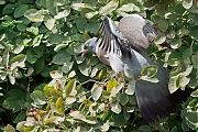 Houtduif-20250608g14401A1A0445atcrfb-Tuin.jpg