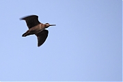 Filename=Houtsnip-20220527g14401A1A2016acrfb-Oude-Buisse-Heide~0.jpg
Filesize=563KiB
Dimensions=1280x960
Date added=Jun 01, 2022 Houtsnip-20220527g14401A1A2016acrfb-Oude-Buisse-Heide~0.jpg