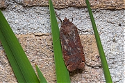 Huismoeder-Noctua-pronuba-20140531g1280IMG_4364a.jpg