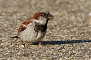 Huismus-20120801g800IMG_7883a.jpg