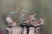 Huismus-20220903g14401A1A4872acrfb-Biesbosch.jpg