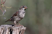 Huismus-20220903g14401A1A4950acrfb-Biesbosch.jpg