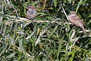 Huismus-20220903g14401A1A4969acrfb-Biesbosch.jpg