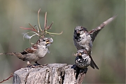 Huismus-20220903g14401A1A5082acrfb-Biesbosch.jpg