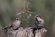 Huismus-20220903g14401A1A5118acrfb-Biesbosch.jpg