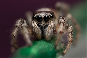 Huiszebraspin-Salticus-scenicus-20130107g800IMG_2432a.jpg