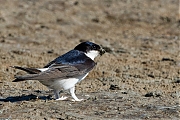 Filename=Huiszwaluw-20190514g1280YSXX4916a.jpg
Filesize=905KiB
Dimensions=1280x960
Date added=May 18, 2019 Huiszwaluw-20190514g1280YSXX4916a.jpg