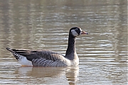 Hybride-Canadese-gans-grauwe-gans-20220409g14401A1A0344a-Krochten.jpg