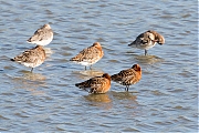 IJslandse-grutto-Limosa-limosa-islandica-20160421g10247X1A4267np.jpg