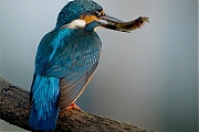 Filename=IJsvogel-20090822P1070747e4.jpg
Filesize=249KiB
Dimensions=716x600
Date added=Dec 07, 2011 IJsvogel-20090822P1070747e4.jpg