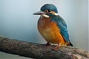 IJsvogel-20090822P1070759e5.jpg