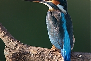 Filename=IJsvogel-20090827P1080082-klein1.jpg
Filesize=260KiB
Dimensions=600x600
Date added=Dec 07, 2011 IJsvogel-20090827P1080082-klein1.jpg