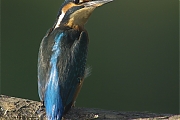 Filename=IJsvogel-20090827P1080093klein2.jpg
Filesize=222KiB
Dimensions=600x600
Date added=Dec 07, 2011 IJsvogel-20090827P1080093klein2.jpg