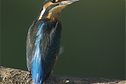 IJsvogel-20090827P1080093klein2.jpg