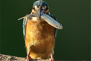 Filename=IJsvogel-20090827P1080126a.jpg
Filesize=234KiB
Dimensions=600x600
Date added=Dec 07, 2011 IJsvogel-20090827P1080126a.jpg