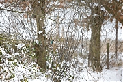 IJsvogel-20130117g800Vervul7X1A3064a.jpg