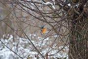 Filename=IJsvogel-20130117g800Vervul7X1A3093a.jpg
Filesize=330KiB
Dimensions=800x533
Date added=Jan 17, 2013 IJsvogel-20130117g800Vervul7X1A3093a.jpg