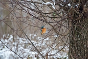 IJsvogel-20130117g800Vervul7X1A3093a.jpg