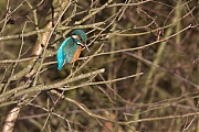 Filename=IJsvogel-20170120g12807X1A5876a.jpg
Filesize=881KiB
Dimensions=1280x960
Date added=Jan 20, 2017 IJsvogel-20170120g12807X1A5876a.jpg