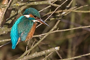 Filename=IJsvogel-20170120g12807X1A5882a.jpg
Filesize=941KiB
Dimensions=1280x960
Date added=Jan 20, 2017 IJsvogel-20170120g12807X1A5882a.jpg