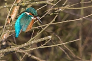 Filename=IJsvogel-20170120g12807X1A5884a.jpg
Filesize=932KiB
Dimensions=1280x960
Date added=Jan 20, 2017 IJsvogel-20170120g12807X1A5884a.jpg