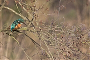 Filename=IJsvogel-20170120g12807X1A5889b.jpg
Filesize=912KiB
Dimensions=1280x960
Date added=Jan 20, 2017 IJsvogel-20170120g12807X1A5889b.jpg