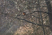 Filename=IJsvogel-20170120g12807X1A5904a.jpg
Filesize=929KiB
Dimensions=1280x960
Date added=Jan 20, 2017 IJsvogel-20170120g12807X1A5904a.jpg