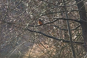 IJsvogel-20170120g12807X1A5904a.jpg