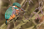 Filename=IJsvogel-20170120g12807X1A5906a.jpg
Filesize=916KiB
Dimensions=1280x960
Date added=Jan 20, 2017 IJsvogel-20170120g12807X1A5906a.jpg