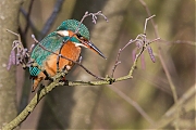 Filename=IJsvogel-20170120g12807X1A5910a.jpg
Filesize=891KiB
Dimensions=1280x960
Date added=Jan 20, 2017 IJsvogel-20170120g12807X1A5910a.jpg