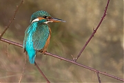 Filename=IJsvogel-20170120g12807X1A5912cddn.jpg
Filesize=657KiB
Dimensions=1280x960
Date added=Jan 22, 2017 IJsvogel-20170120g12807X1A5912cddn.jpg
