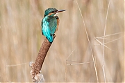 Filename=IJsvogel-20170311g1280YSXX7317a.jpg
Filesize=508KiB
Dimensions=1280x960
Date added=Mar 11, 2017 IJsvogel-20170311g1280YSXX7317a.jpg
