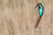 Filename=IJsvogel-20170311g1280YSXX7320a.jpg
Filesize=608KiB
Dimensions=1280x960
Date added=Mar 11, 2017 IJsvogel-20170311g1280YSXX7320a.jpg