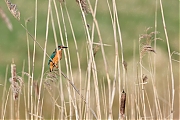 Filename=IJsvogel-20170311g1280YSXX7328a.jpg
Filesize=596KiB
Dimensions=1280x960
Date added=Mar 11, 2017 IJsvogel-20170311g1280YSXX7328a.jpg