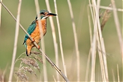 Filename=IJsvogel-20170311g1280YSXX7328b.jpg
Filesize=560KiB
Dimensions=1280x960
Date added=Mar 11, 2017 IJsvogel-20170311g1280YSXX7328b.jpg