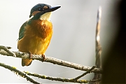 IJsvogel-20250815g14401A1A2328dcrfb-Krochten.jpg