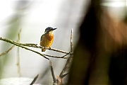 IJsvogel-20250815g14401A1A2328ocrfb-Krochten.jpg