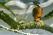 IJsvogel-20250815g14401A1A2351nddcrfb-Krochten.jpg