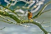 IJsvogel-20250815g14401A1A2351ngcrfb-Krochten.jpg