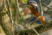 IJsvogel-20250815g14401A1A2401novcrfb-De-Krochten.jpg