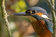 IJsvogel-20250815g14401A1A2401nvcrfb-De-Krochten.jpg
