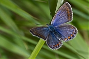 Icarisblauwtje-Polyommatus-icarus-20130902g280IMG_0059a.jpg