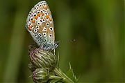 Icarisblauwtje-Polyommatus-icarus-20130902g800IMG_0051b.jpg