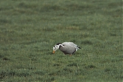 Indische-gans-20080308-a9530x-b3.jpg