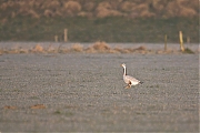 Indische-gans-20150312g12807X1A2940a.jpg