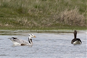 Indische_gans_Anser_indicus_20160412g12807X1A4002a.jpg